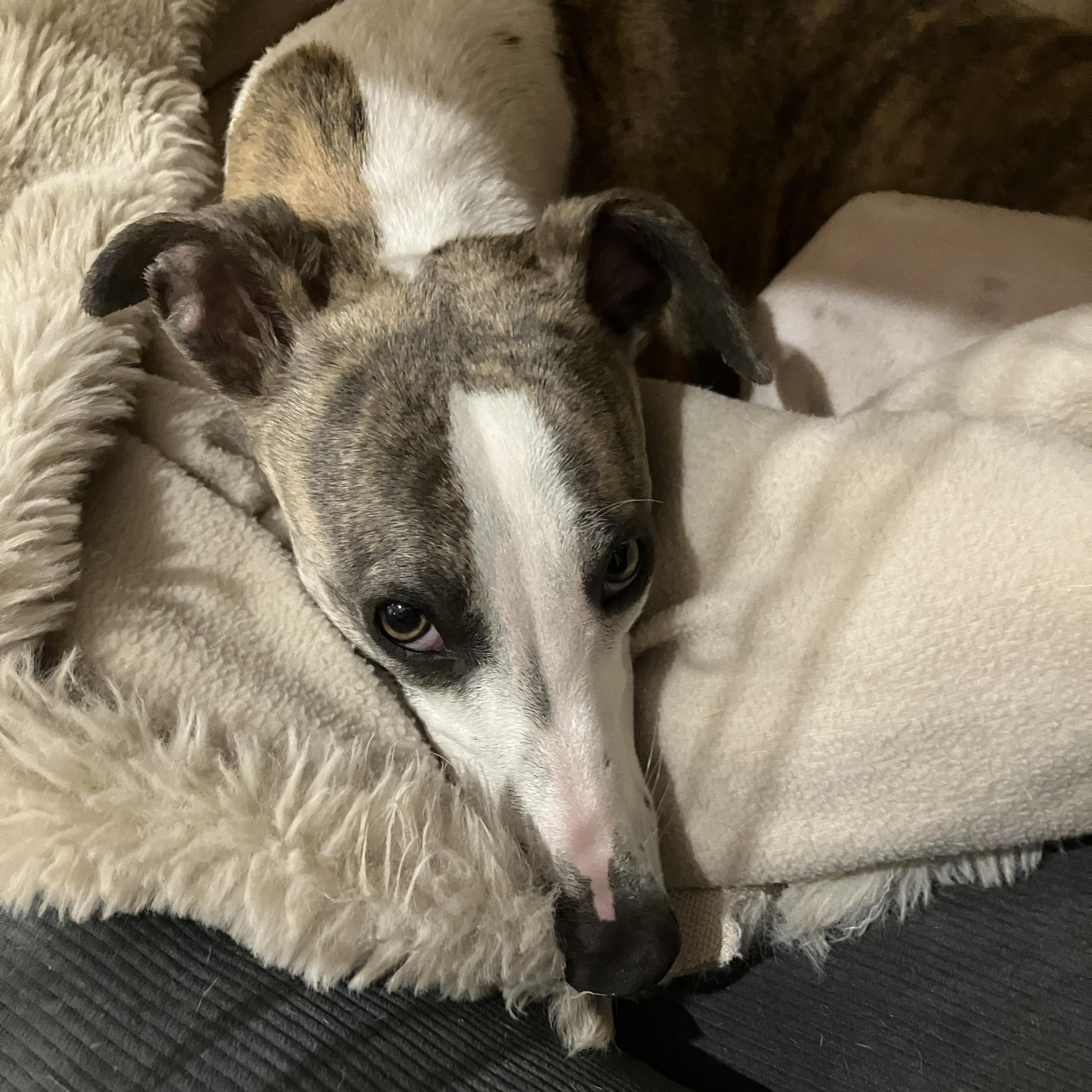 Rosie the whippet tucked up in bed